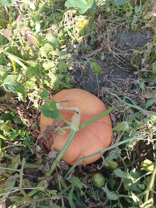 Продам тыкву со своего огорода