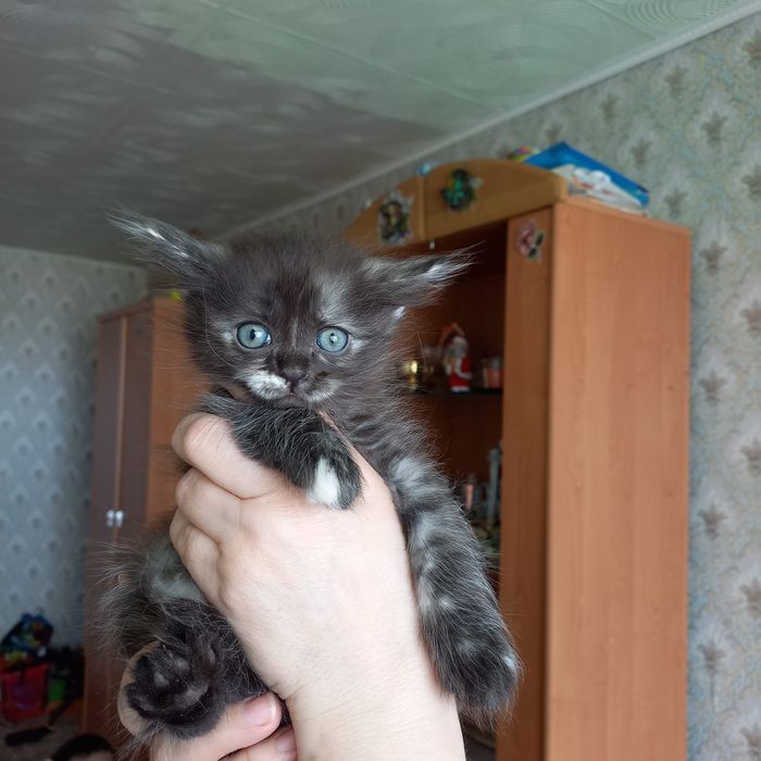 Отдам в добрые руки