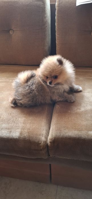 Мини мини Померан