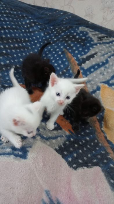 Отдам котят в добрые руки