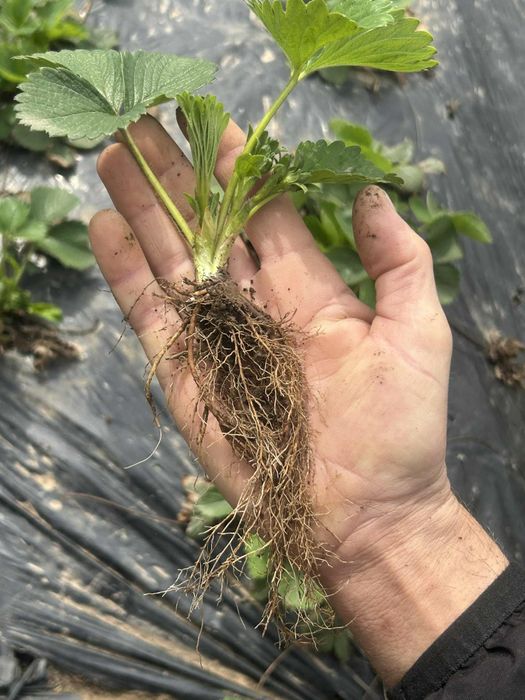 Stoloni capsuni, soiul vibrant