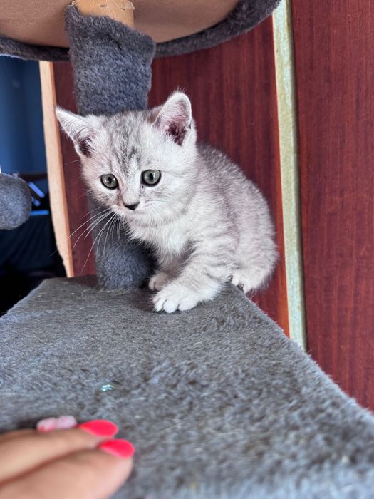 Британски котенца