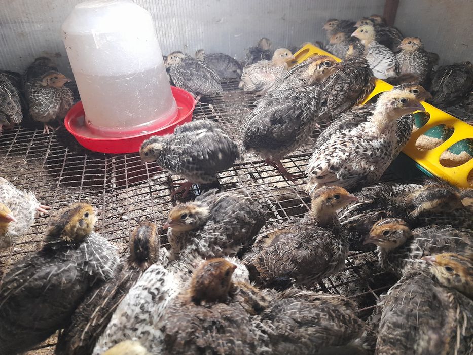 Vind en gros prepelite ldesfintez crescatoria