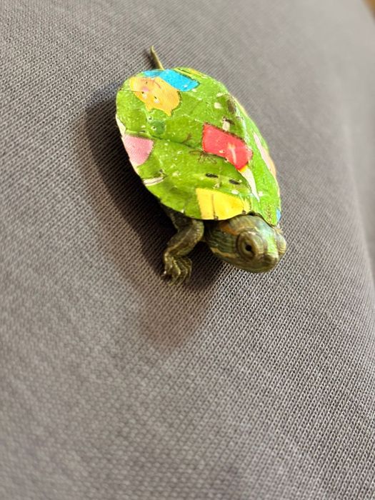 Черепаха для вашего ребенка