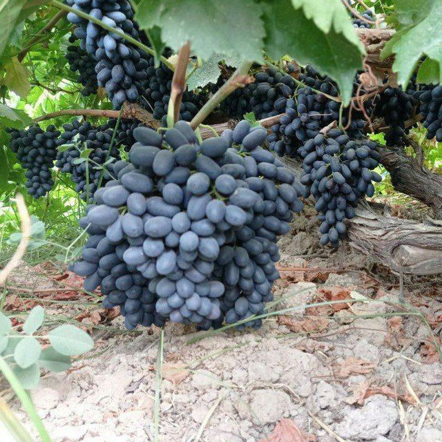 Продается саженцы винограда