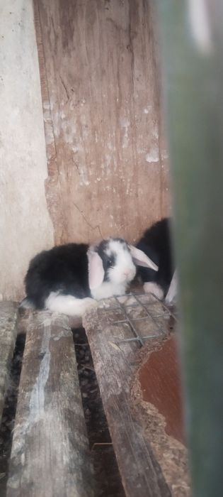 Karlik quyon sotiladi optim