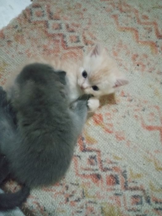 Шотландские фолды ко всему приучены родились 15 ноября