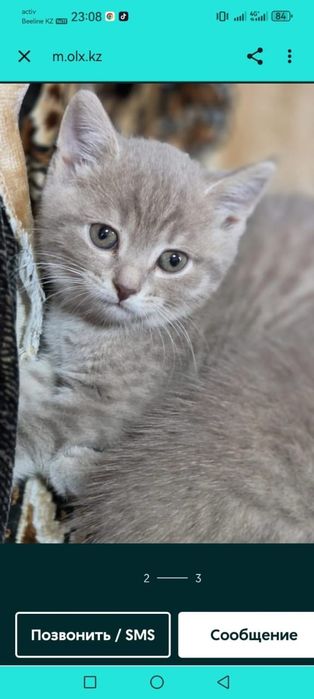 Продам Шотландского котёнка