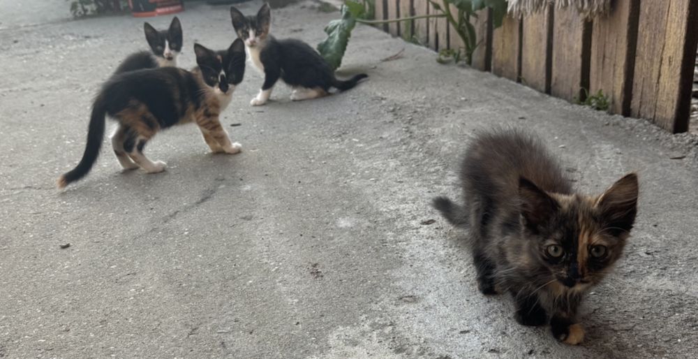 Pui de pisica spre adoptie
