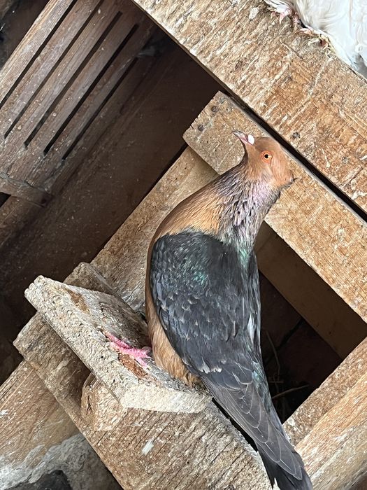 Vand pereche bronzati