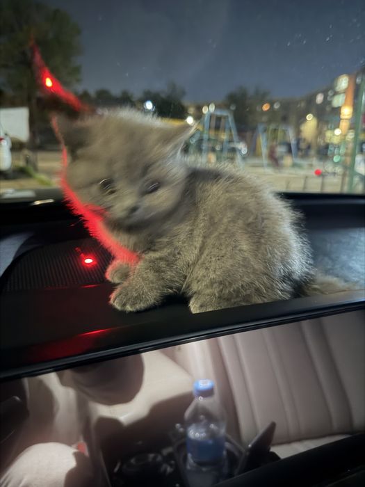 Скотиш фолд сотилади 1,5 ойлик огил болла