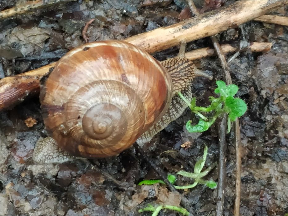 Улитки виноградные