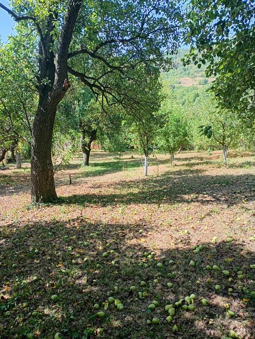 Продавам парцел в с.Типченица об.Враца
