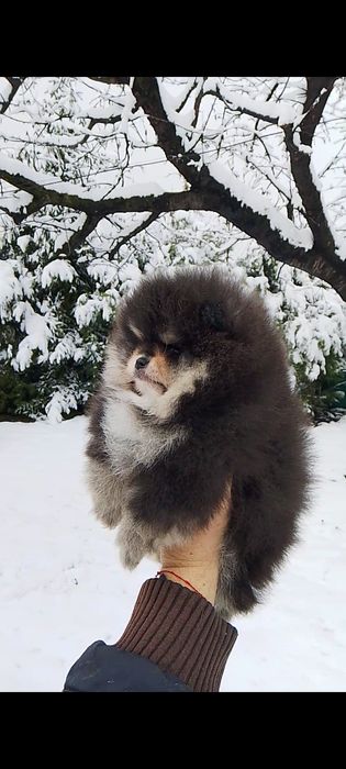 Померан померани