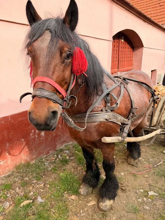 Cal de vânzare bun de ham