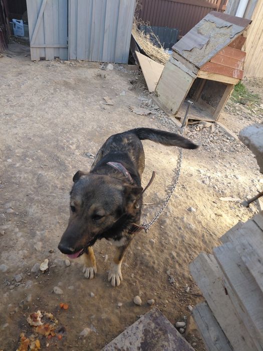 Ит собака тегін даром