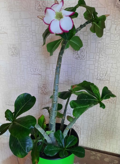 Продам молодой адениум