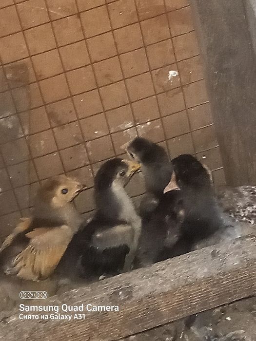 Цыплята Кохинхин