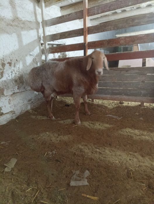 80линали арашан қўчқор сотилади. Нархи 12 млн