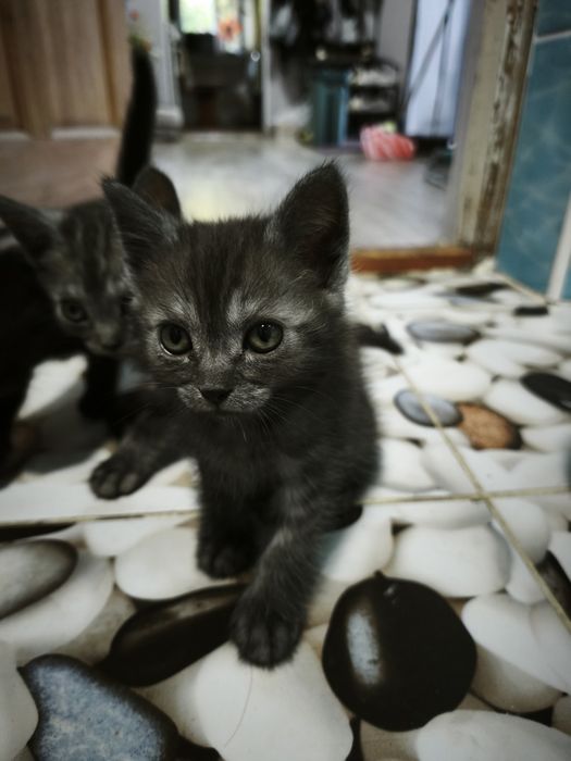 Отдам котят в добрые руки