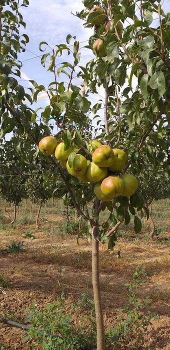 Mevali daraxtlar Hammasidan bor