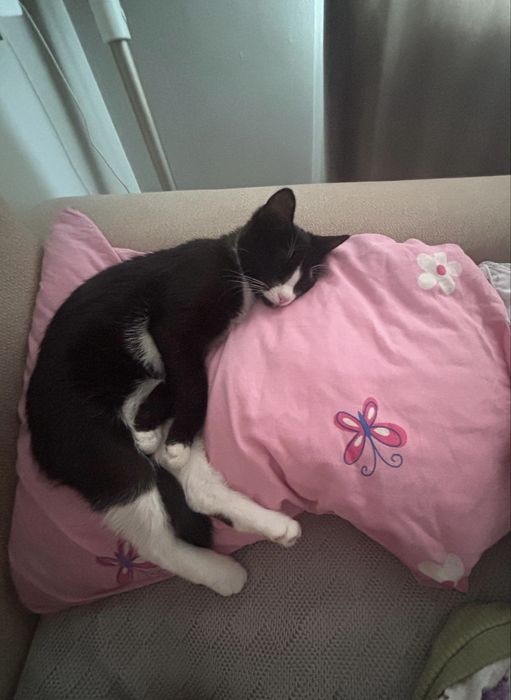 Котик Рой 8 месяцев