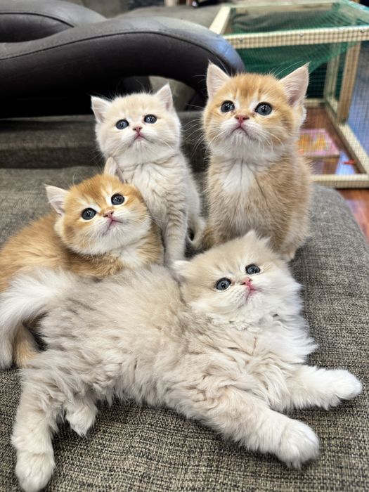 Котенок бри золотая шиншилла