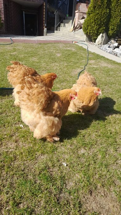 Găini cochinchina uriaș pe galben și paunii