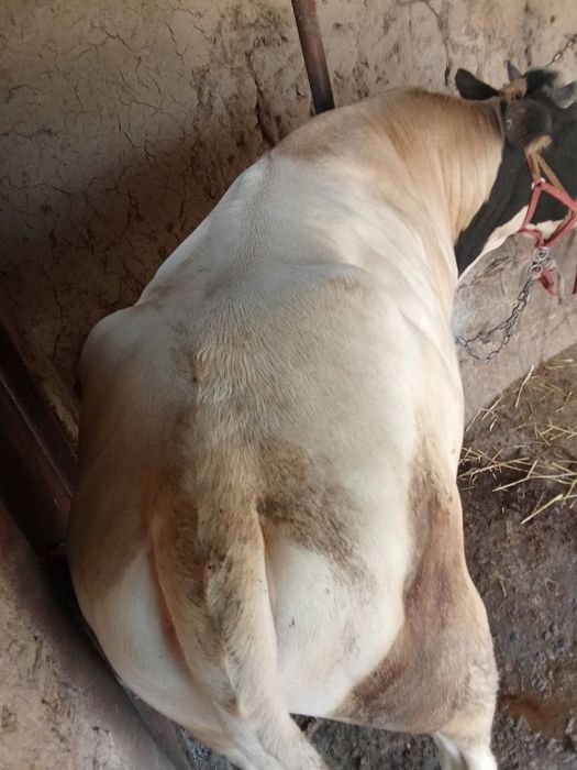 Boqma buqa sotiladi