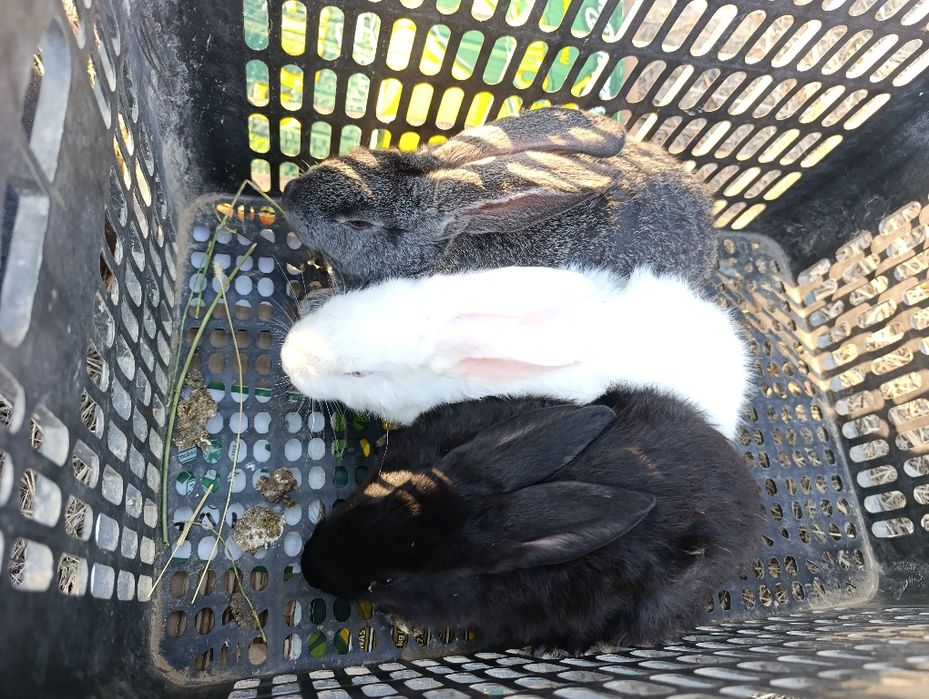 Quyon bolalar boqish uchun