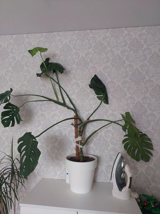 Монстера среднего размера 2000тг