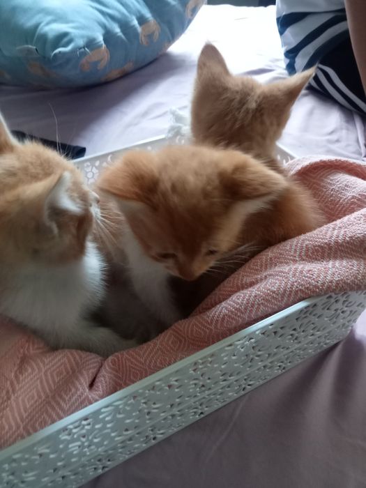 Котята бесплатно
