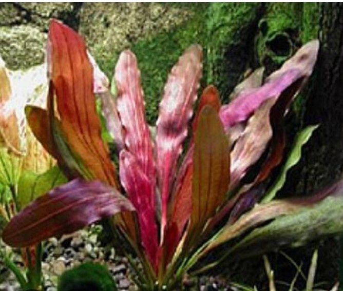 Растения для аквариума