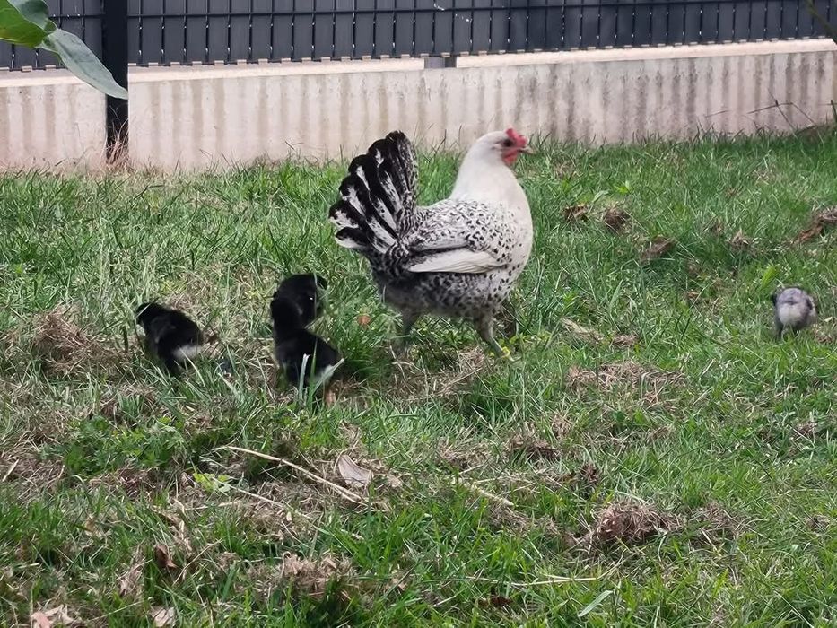 Разплодни яйца от Сребърно брезе Бантам-страхотни птици ,спокойни и ед