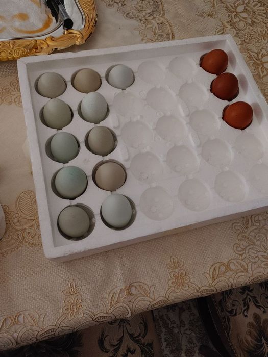 Ухейлюй Кук Тухум