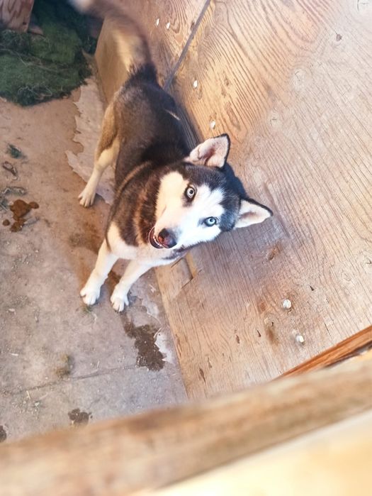 Продам собак и щенят хаски