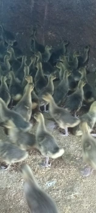 Gâște pui rasă mixta și puice ouătoare de vânzare