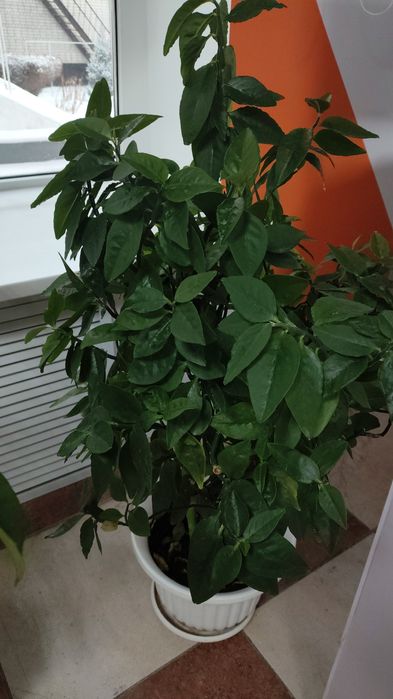 Комнатные цветы, торг уместен