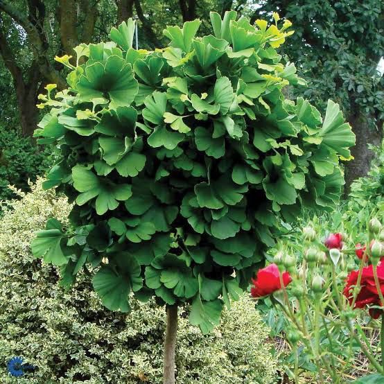 Ginko Biloba Mariken