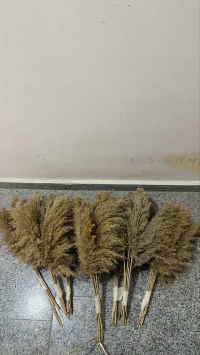 Пампаска трева за украса