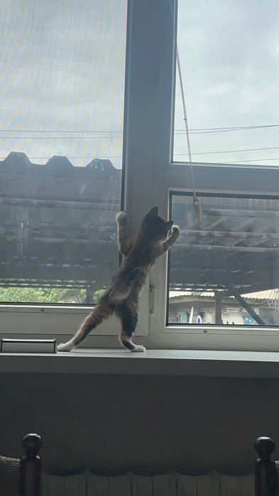 Котенка в добрые руки