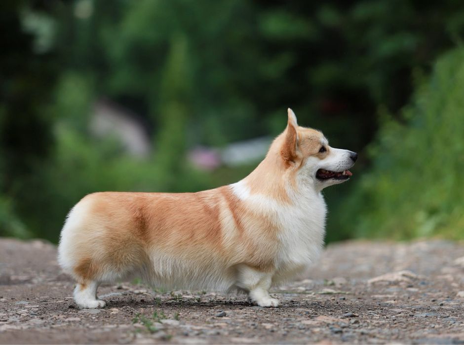 Щенки вельш-корги пемброк
