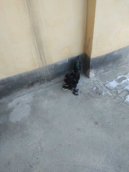 Япон хурози сотилади