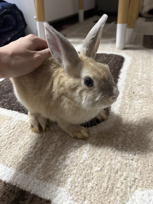 Пролам карликовых кроликов с клеткой