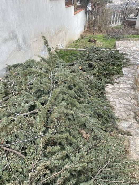 Дървесина от Ливански кедър