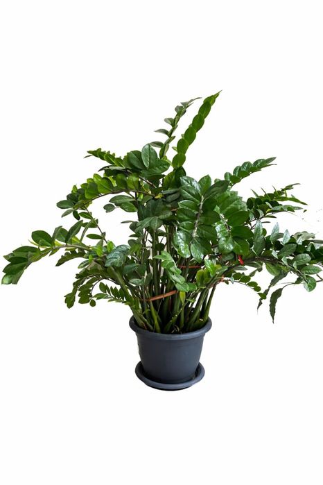 Замиокулькас (Долларовое дерево)