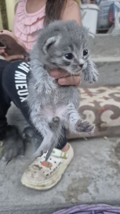 Отдам котят в руки