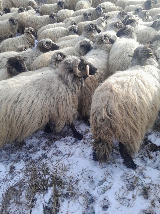 Vând oi bucălăi, tinere