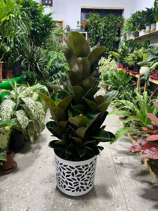 Фикус гули сотилади