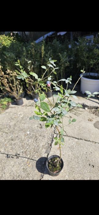 Prun Stanley Nuci Chandler Aluni Visin Castan.Kaki.Rodiu.Migdal Cais